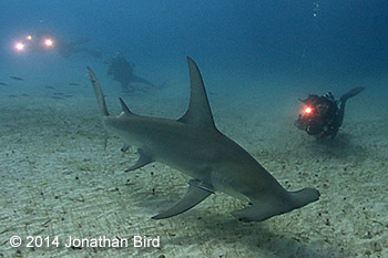 Great hammerhead shark