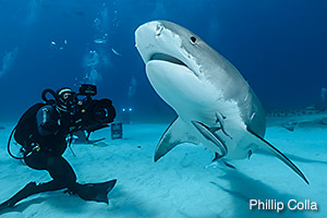 Jonathan filming Tiger Sharks, photo by Phil Colla