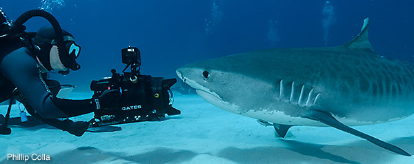 Jonathan films a Tiger shark, photo by Phil Colla