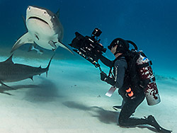 Jonathan filming Tiger shark, Bahamas