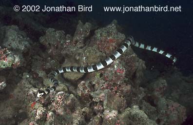 Banded Sea Sea snake [Laticauda colubrina]