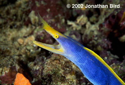 Blue Eel