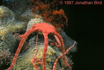 Ruby Brittle Sea star [Ophioderma rubicundum]
