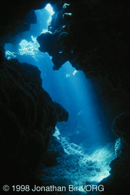 Coral Cavern [--]