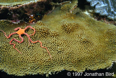 Boulder star Coral [Montastrea annularis]