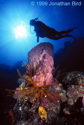 Giant Barrel Sponge [Xestospongia muta]