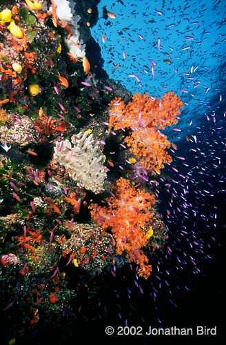 Coral Reef [--]