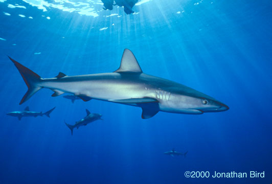 Galapagos Shark [Carcharhinus galapagensis]