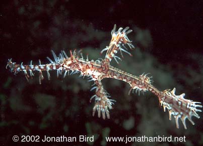 Harlequin Ghost Pipefish [Solenostomus paradoxus]