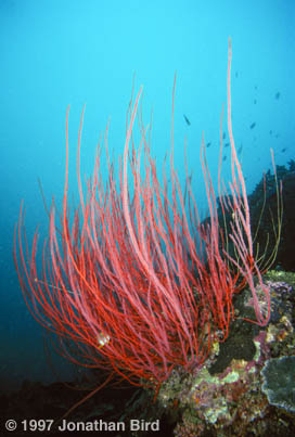 Soft Coral Gorgonian [--]