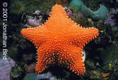 Horse Sea star [Hippasteria phrygiana]