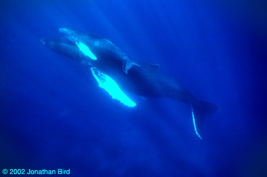 Humpback Whale [Megaptera novaeangliae]