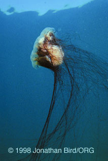 Lions Mane Jellyfish [Cyanea capillata]