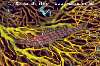 Longnose Hawkfish [Oxycirrhites typus]