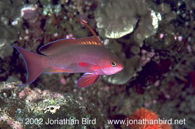 Lyretail Basslet [Pseudanthias squamipinnis]