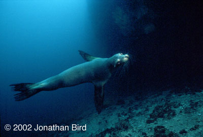 Galapagos Sea lion [Zalophus californianus wollebaeki]