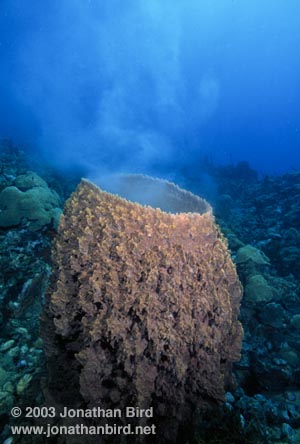 Giant Barrel Sponge [Xestospongia muta]