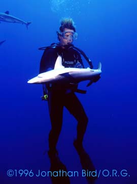 Silky Shark [Carcharhinus falciformis]