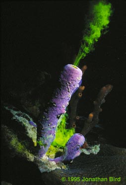 Tube Sponge [Aplysina archeri]