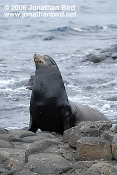 Galapagos Sea lion [zalophus californianus wollebaeki]