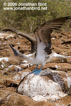 Blue-footed Booby [Sula nebouxii]