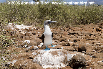 Blue-footed Booby [Sula nebouxii]