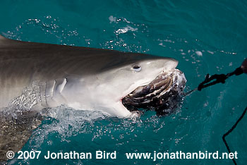 tiger sharks eating turtle