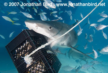 Tiger shark eating milk crate