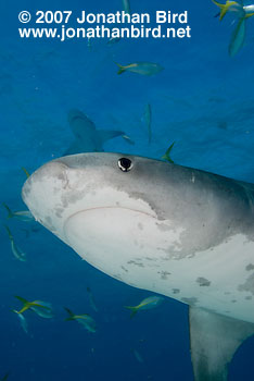 Tiger Shark [Geleocerdo cuvier]