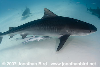 Tiger Shark [Geleocerdo cuvier]