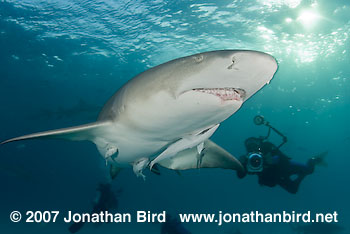 Lemon Shark [Negaprion brevirostris]