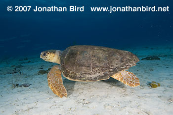 Loggerhead Sea turtle [Caretta caretta]