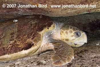 Loggerhead Sea turtle [Caretta caretta]