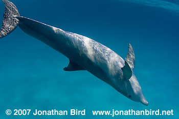 Bottlenosed Dolphin [Tursiops truncatus]