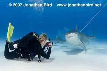 Tiger Shark [Galeocerdo cuvier]