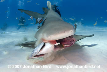 Lemon Shark [Negaprion brevirostri]