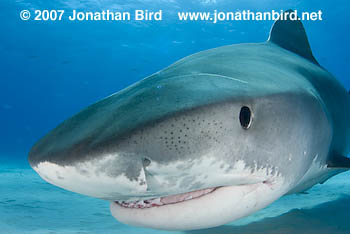 Tiger Shark [Galeocerdo cuvier]