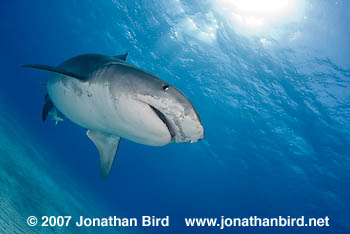 Tiger Shark [Galeocerdo cuvier]