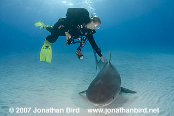 Tiger Shark [Galeocerdo cuvier]