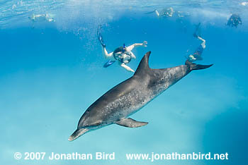 Atlantic Spotted Dolphin [Stenella frontalis]