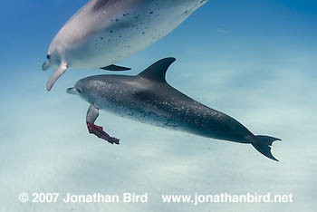 Atlantic Spotted Dolphin [Stenella frontalis]