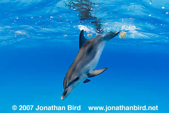 Atlantic Spotted Dolphin [Stenella frontalis]