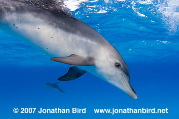 Atlantic Spotted Dolphin [Stenella frontalis]