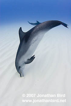 Atlantic Spotted Dolphin [Stenella frontalis]