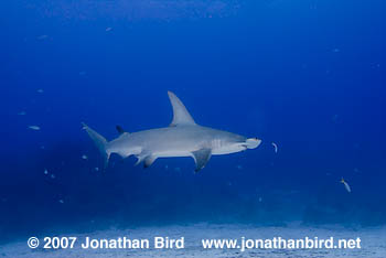 Great Hammerhead Shark [Sphyrna mokarran]