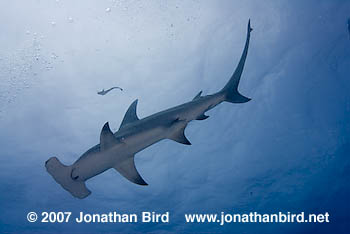 Great Hammerhead Shark [Sphyrna mokarran]