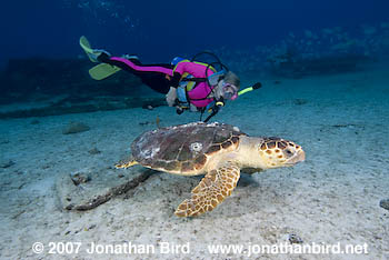 Loggerhead Sea turtle [Caretta caretta]