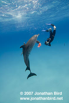 Atlantic Spotted Dolphin [Stenella frontalis]