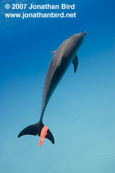 Atlantic Spotted Dolphin [Stenella frontalis]