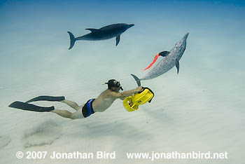 Atlantic Spotted Dolphin [Stenella frontalis]